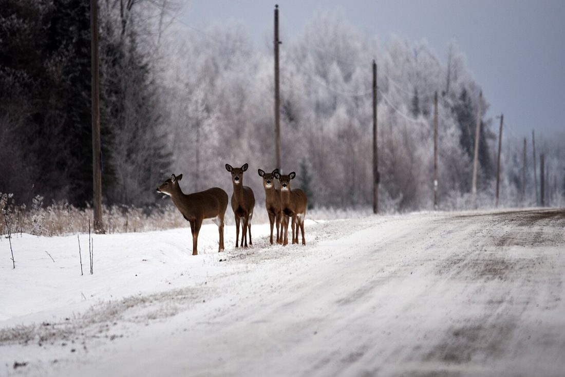 Four white-tailed deer standing at the edge of a snow-covered rural road, utility poles receding into fog.